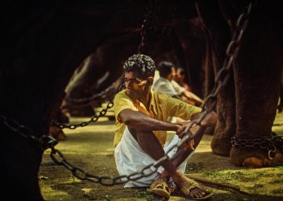 Un cornak est assis sous son éléphant pendant le festival de Trichur dans le Kérala
