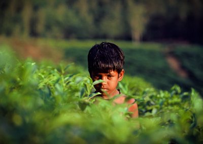 Un jeune enfant regarde fixement le photographe dans une plantation de thé