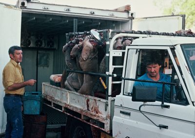 Après une nuit de chasse, les cadavres de kangourous abattus pour la viande arrivent dans la chambre froide à l'aube.