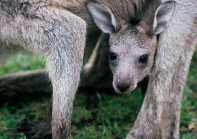 La maman kangourou porte plusieurs mois le petit "Joey" dans sa poche ventrale