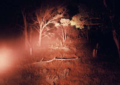 Aveuglé par un puissant projecteur, le kangourou s'immobilise, comme hypnotisé, et est alors abattu à l'aide d'un fusil à lunette