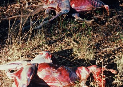 Les chasseurs de kangourous qui chassent pour le cuir, abandonnent les cadavres de kangourous épluchés dans le bush