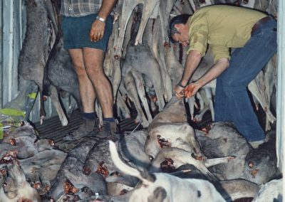 Les kangourous sont accrochés par le chasseur dans la chambre froide