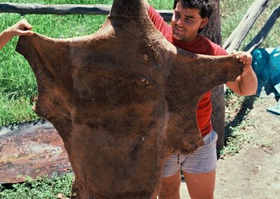 le chasseur présente la peau d'un grand "red", kangourous pouvant atteindre 180 centimètres