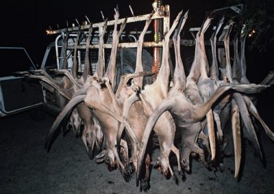 Kangourous morts accrochés à l'arrière du pick-up de nuit pendant la chasse