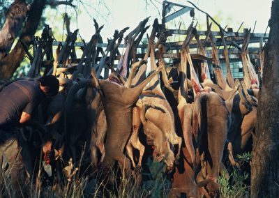 cadavres de kangourous accrochés à l'arrière du véhicule au petit matin