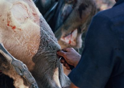 Le chasseur éventre le kangourou pour le vider de ses entrailles